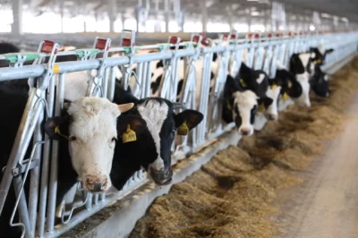 Вынесен приговор разводившим фантомных коров фермерам-мошенникам