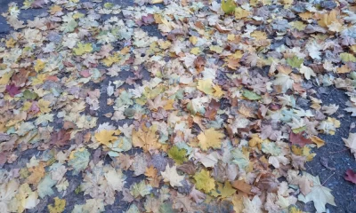 &laquo;Бабье лето&raquo; в Ярославской области берет паузу