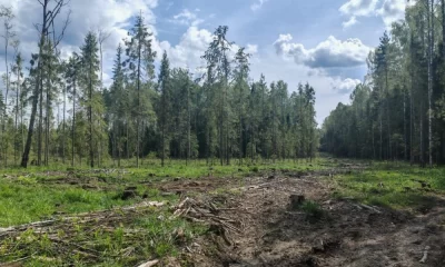 Арендатор леса заплатит более 2,9 млн рублей за ущерб в Ярославской области