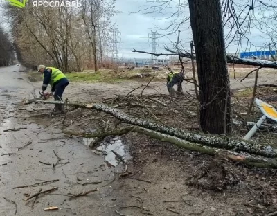 В Ярославле &laquo;Горзеленхозстрой&raquo; устраняет последствия сильного ветра
