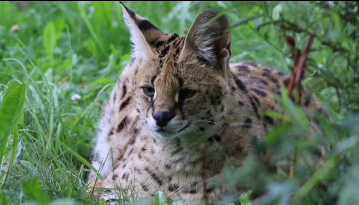 В Ярославском зоопарке поселился сервал Юпи