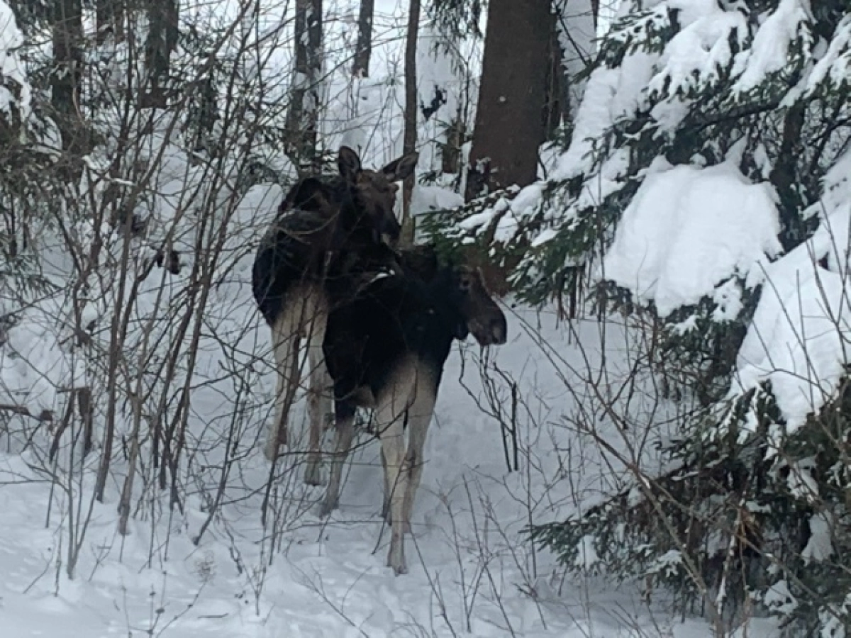В Ярославской области браконьеры получили условный срок