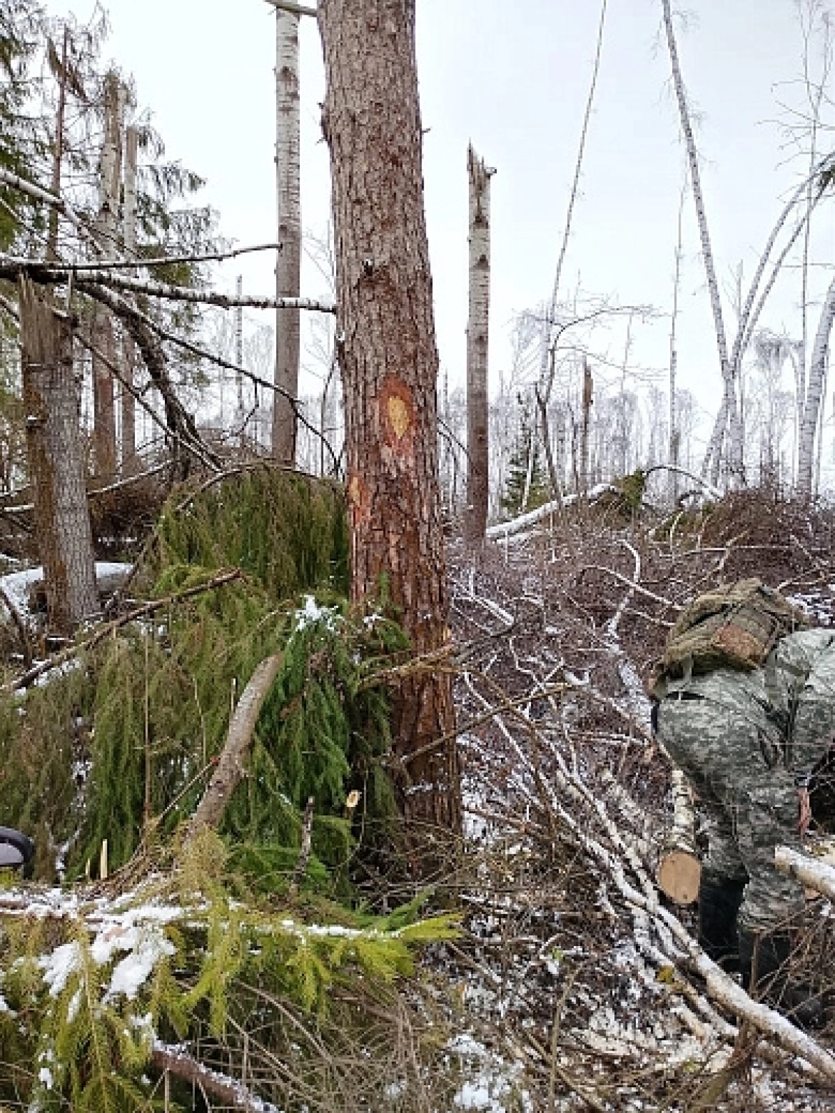 Власти Ярославля заявили в полицию о хищении древесины из зоны июльского урагана
