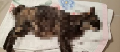 Скандал с отловом кошек в Красных Ткачах: Труп животного утилизирован после экспертизы