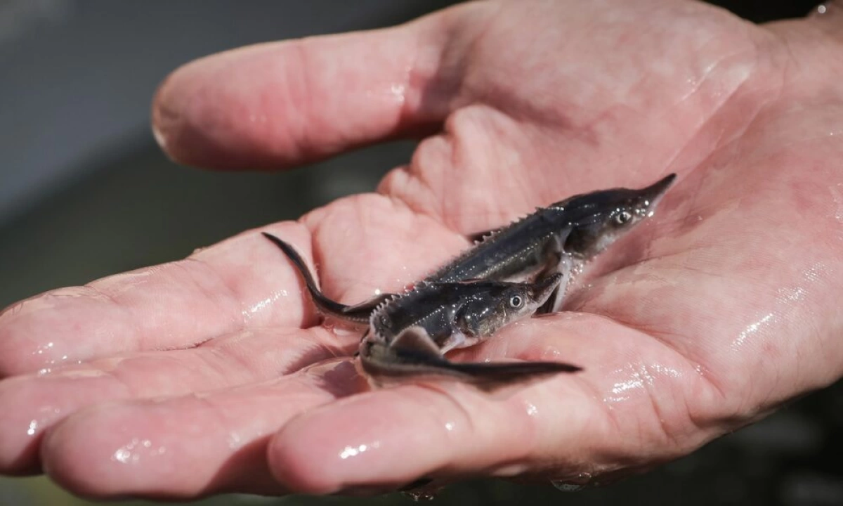 В Ярославской области в Рыбинское море выпустят 1800 экземпляров стерляди