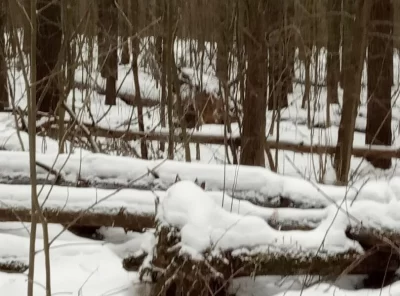 Жительница ярославской глубинки просит послабления в сборе валежника