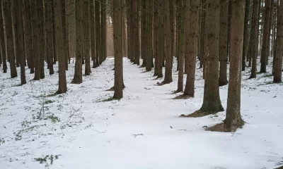 Тутаевцы всем миром отстояли сосновый бор от &laquo;оздоровительной&raquo; вырубки