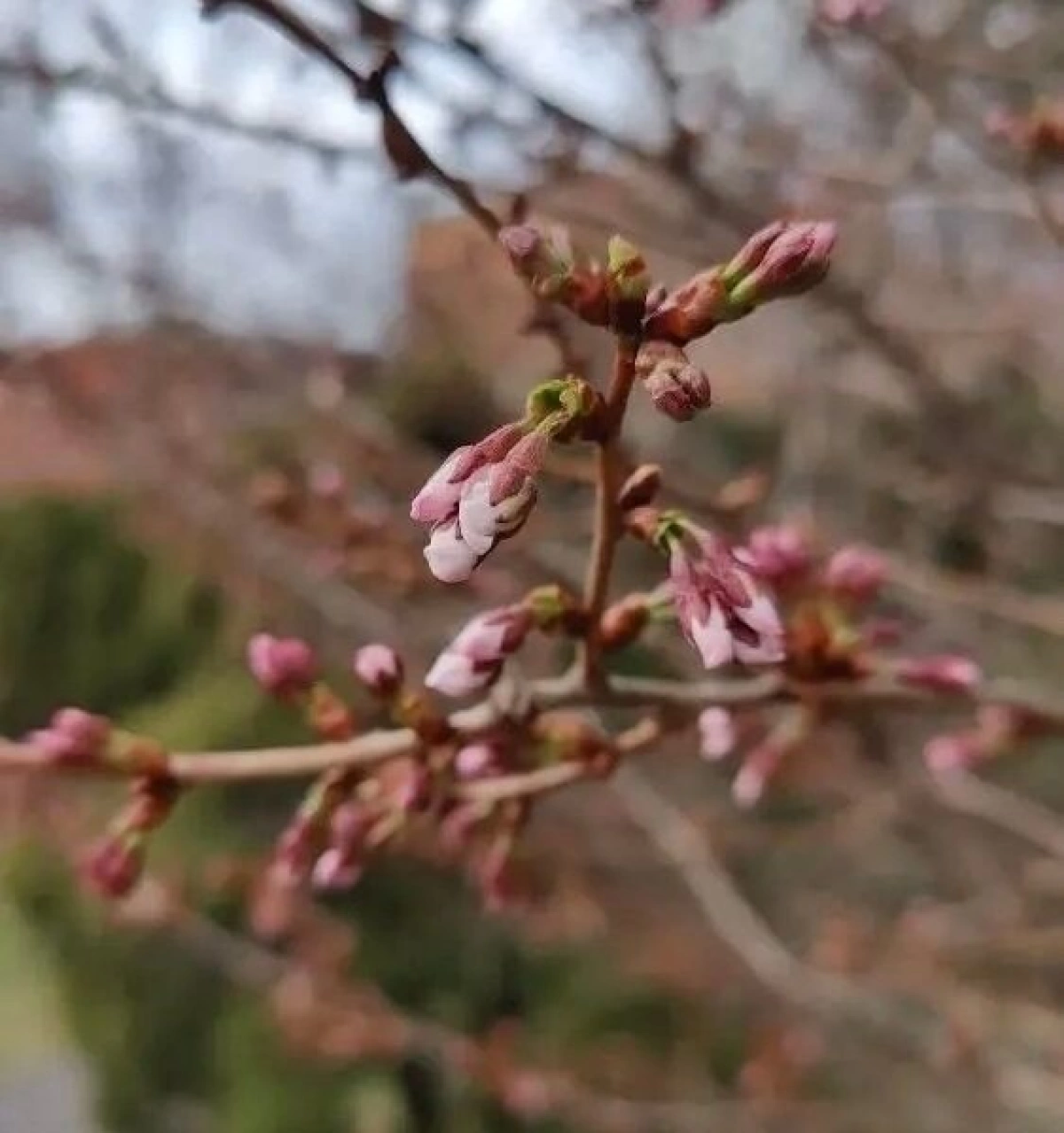 В Ярославле в Ботаническом саду педуниверситета зацветает сакура