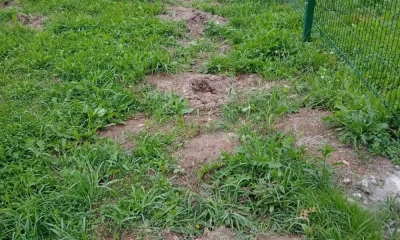 В Ярославской области опровергли кражу свежепосаженных туй
