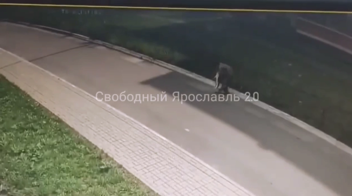 Жестокий отлов кошек в Красных Ткачах: животные погибают от дротиков Жестокий отлов кошек в Красных Ткачах: животные погибают от дротиков