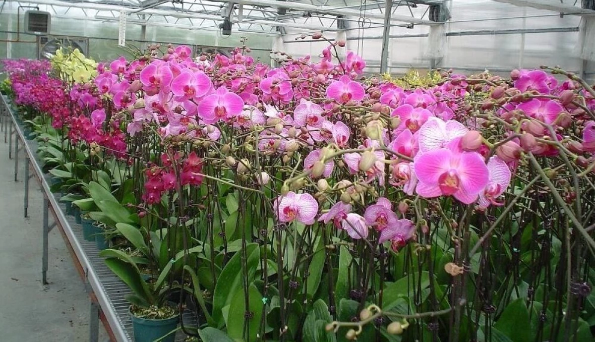 В Ярославской области реализуются инвестпроекты на 425 млрд рублей