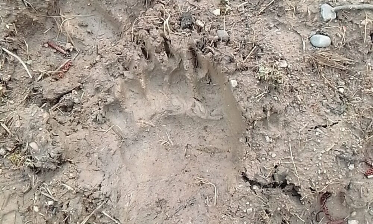 Не выйти с огорода: жителей деревни в Ярославской области напугал медведь