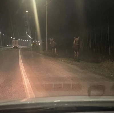На трассе Ярославской области установят ограждения для защиты от лосей