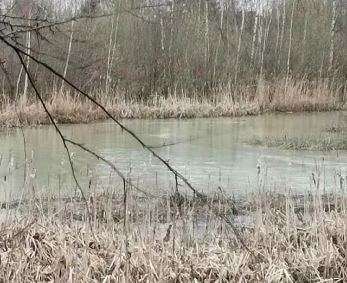 В Ярославле взяли пробы воды из Дудкинского ручья В Ярославле взяли пробы воды из Дудкинского ручья