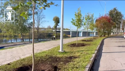 В центре Ярославля высаживают липы