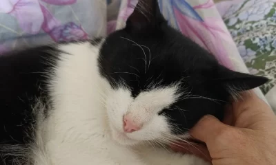 Счастливое возвращение: кот Том вернулся домой после трех месяцев поисков