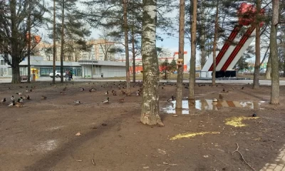 В Ярославле в брагинском парке проведут уборку утиного помета