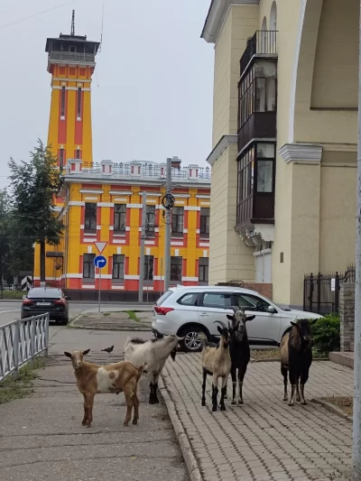 Козлы-путешественники вернулись домой