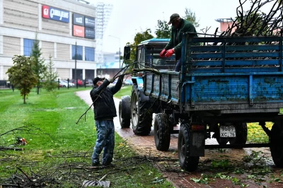 В Бутусовском парке Ярославля вырубят 65 деревьев