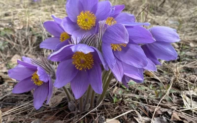 Ярославцам пообещали раннюю и бурную весну