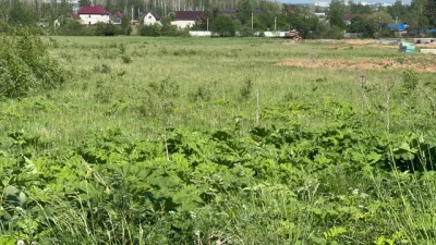 В Ярославской области начали изымать заросшую борщевиком землю
