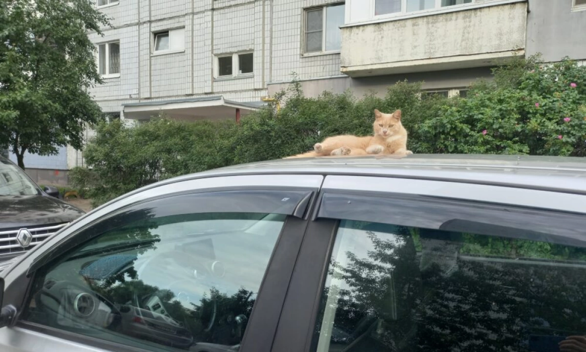 В Ярославской области из-за кота установлен карантин по бешенству