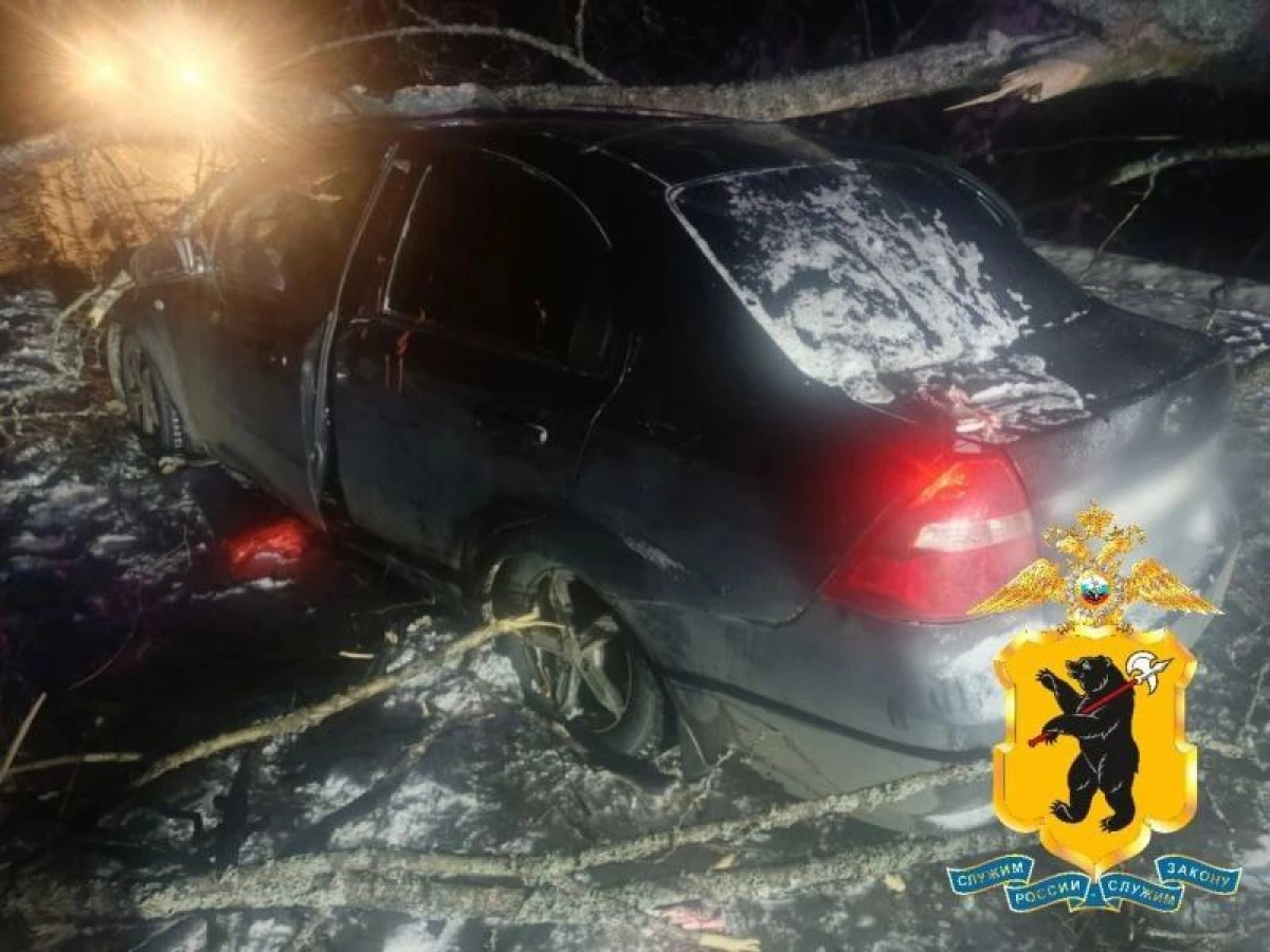 В Ярославской области упавшие на дороги деревья приводят к ДТП