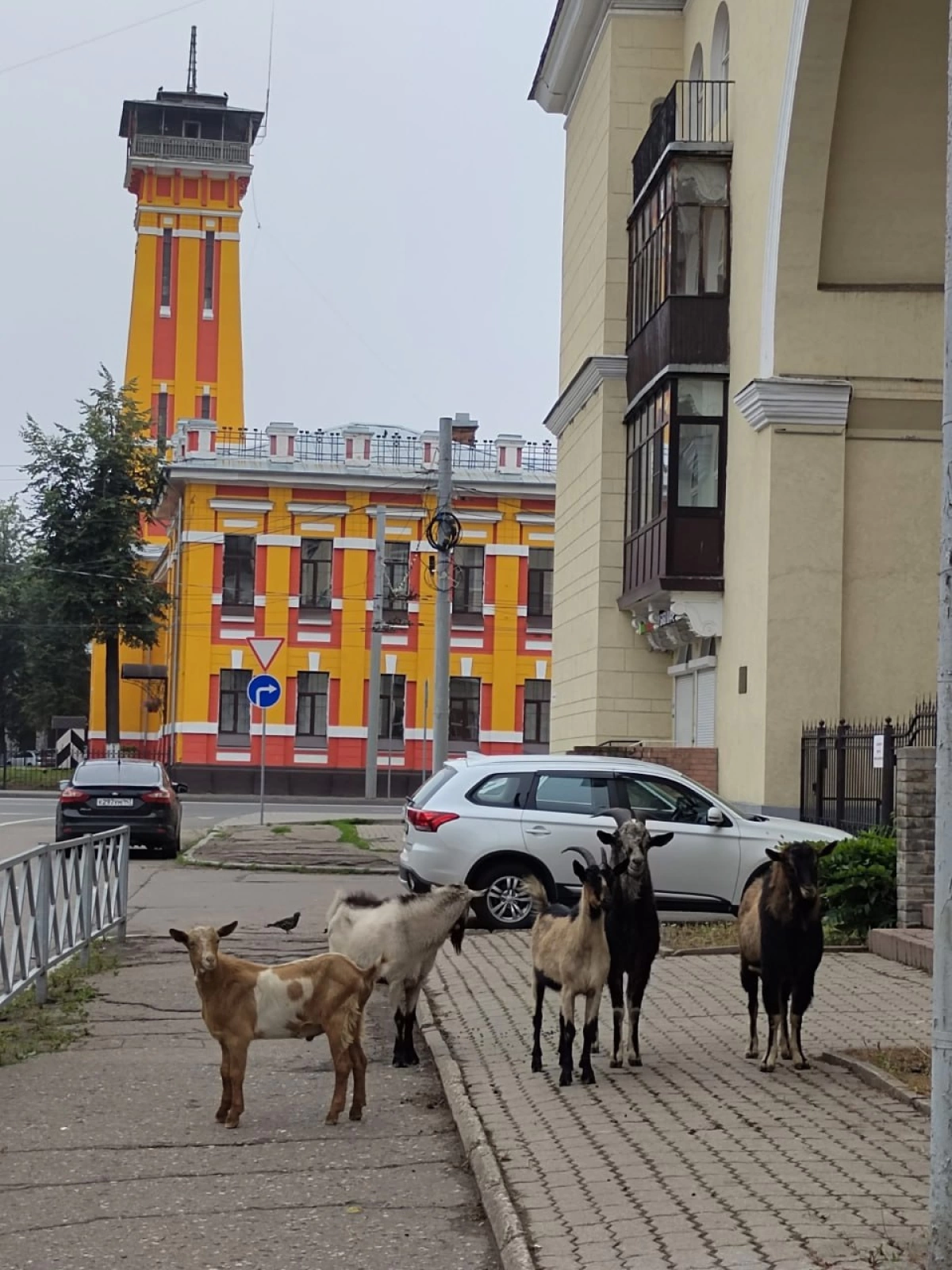 Козлы-путешественники вернулись домой Козлы-путешественники вернулись домой