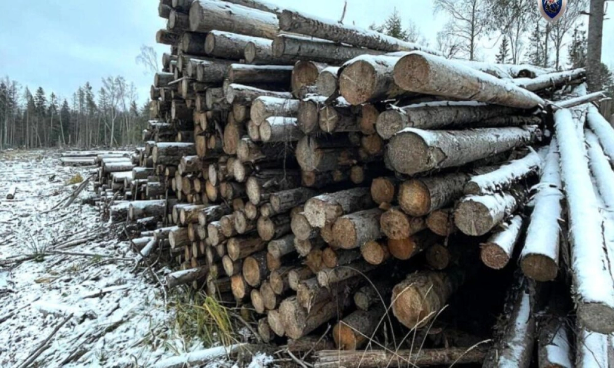 Жителя Ярославской области будут судить за взятку сотруднику лесоучетной организации