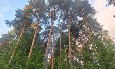 Ярославцу выписали штраф на 40 тысяч рублей за разведенный в лесу костер