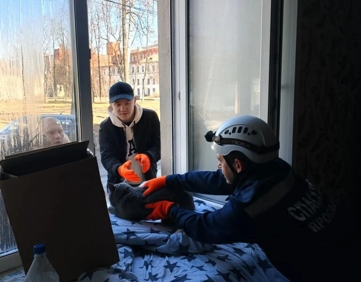 В Ярославле в квартире сгоревшего дома найдена кошка