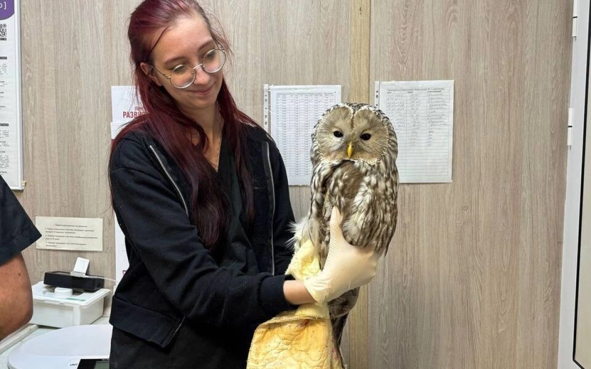 В Ярославле ветеринарные врачи помогли спасти сову В Ярославле ветеринарные врачи помогли спасти сову