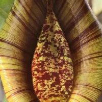 В оранжерее ярославского вуза открыл ловчий аппарат кровожадный хищник