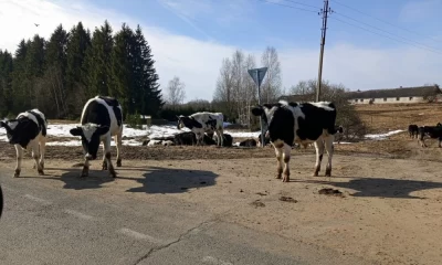 В Ярославской области жители просят найти управу на самовыгульных коров