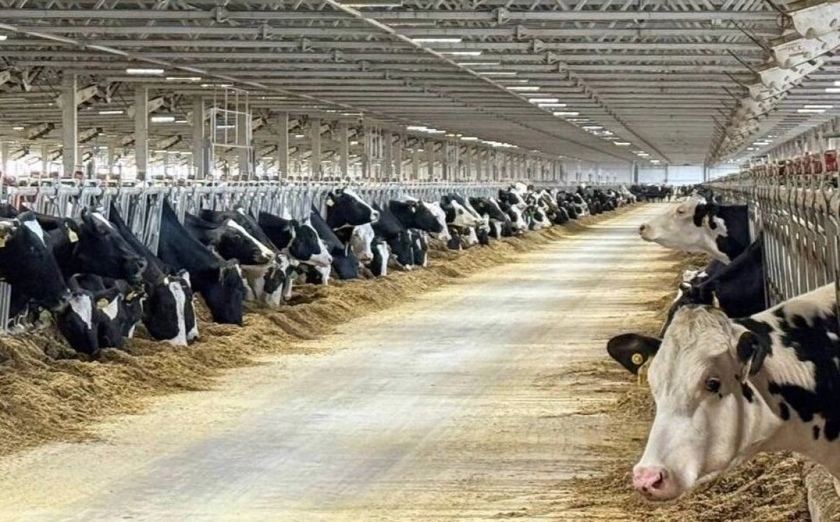В Ярославской области строят новый молочный комплекс на 4 тысячи голов КРС В Ярославской области строят новый молочный комплекс на 4 тысячи голов КРС