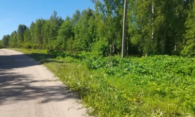 В Ярославской области выяснят, чей борщевик ведёт наступление на Сахареж