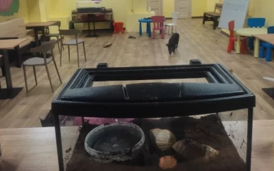 Ярославское антикафе предостерегли из-за нарушения трудовых прав свиней