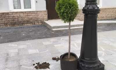 Мэр Ярославля высказался о деревьях в кадках на улице Нахимсона