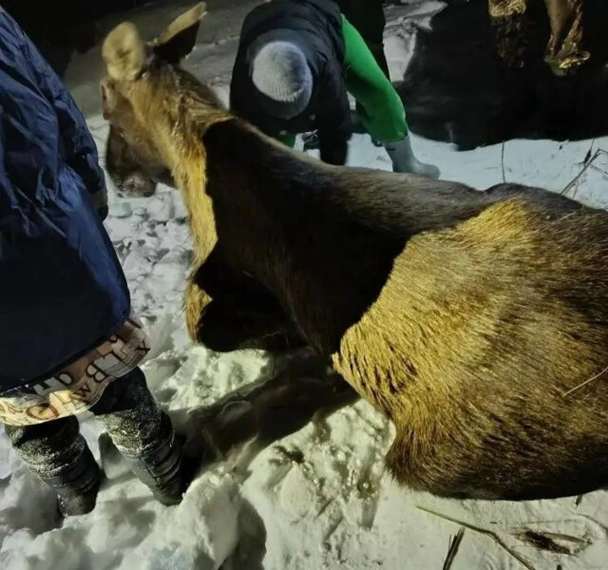 &laquo;Как могли, укутали&raquo;: в Ярославской области жители не знают, что делать со спасенным лосем