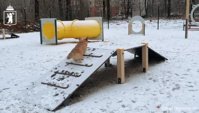 В Ярославле появились три новые площадки для выгула собак