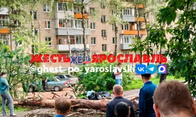 В Ярославле упавшее дерево убило человека