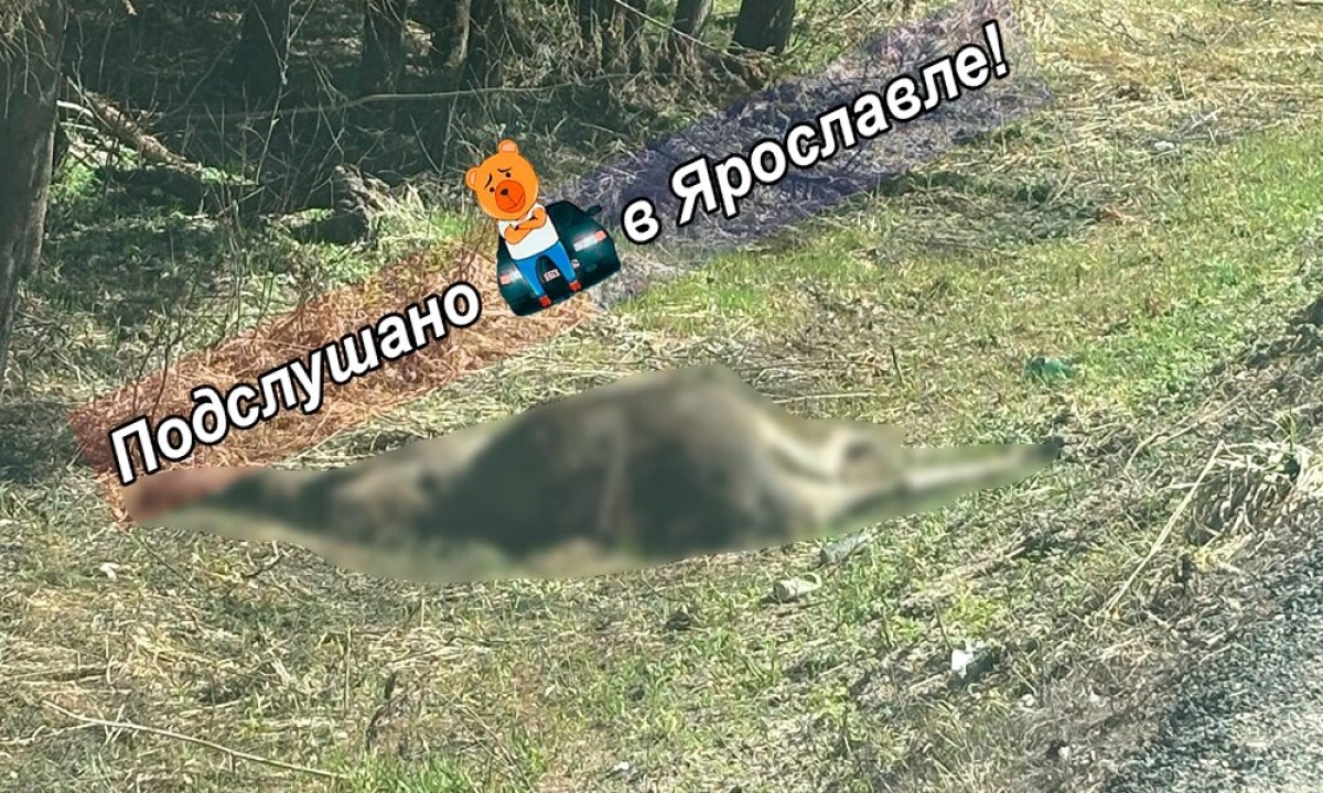 Ярославцы просят убрать с обочин дорог разлагающиеся трупы лосей Ярославцы просят убрать с обочин дорог разлагающиеся трупы лосей