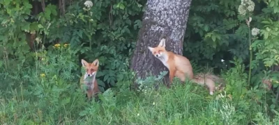 Лисята из "Шакши" подрастают благодаря заботе людей