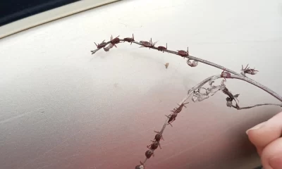 В Ярославской области зафиксировали 15 случаев укусов клещей