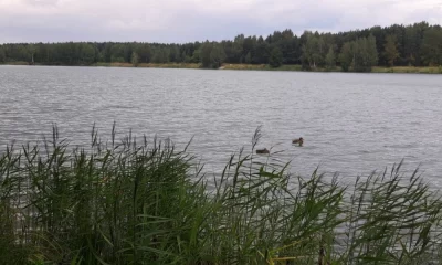 Директор ярославского зоопарка обратился к отдыхающим на &laquo;Техасе&raquo;