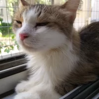 КотЭ 76 Помощь Животным