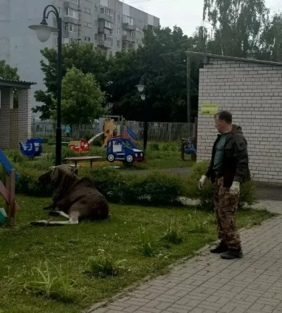 В Ярославле прошла спецоперация по спасению лося в детском саду