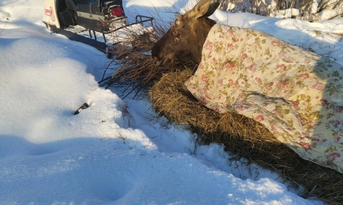 Спасенный в Ярославской области лось Октябрь отправился в Подмосковье