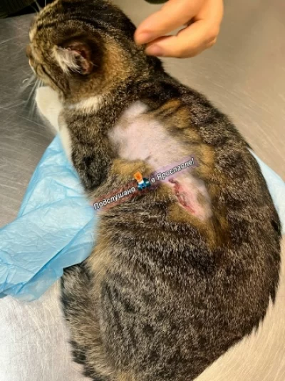 В Ярославле ищут живодеров, надругавшихся над кошкой