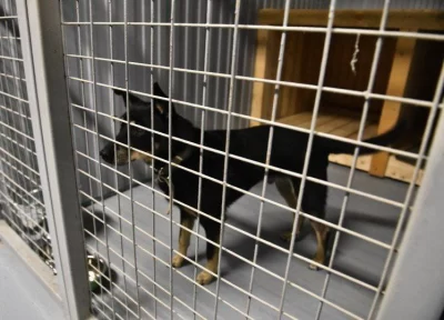 В Ярославле открылся центр передержки для животных &laquo;Джина&raquo;